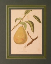FH 41 - Columbia pear